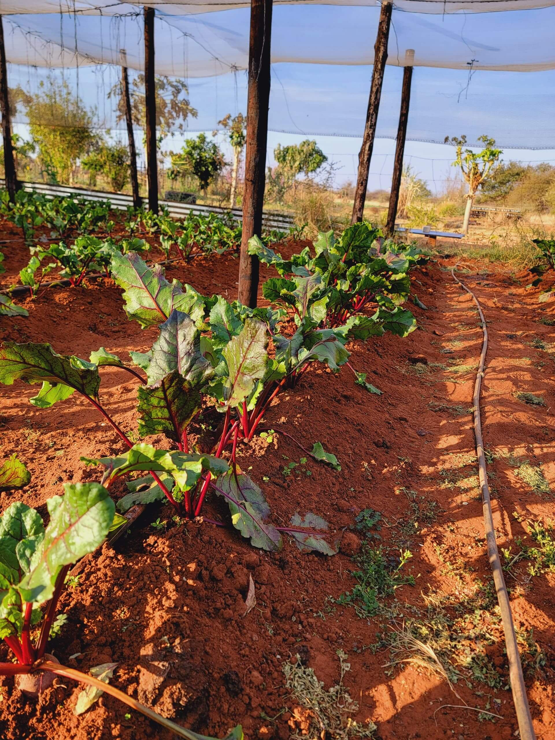 Beetroot from Thabatshimo Farm in Botswana
