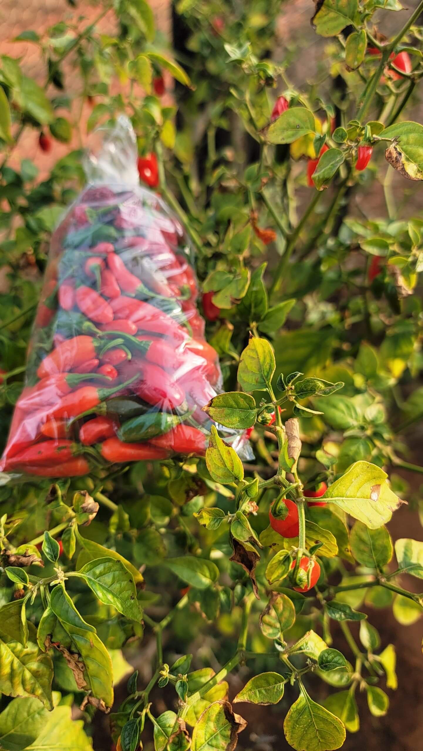 Chillies from Thabatshimo Farm in Botswana