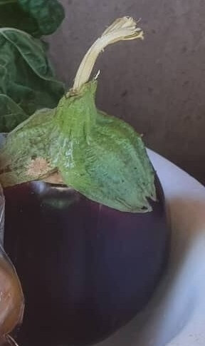 Eggplant from Thabatshimo Farm in Botswana
