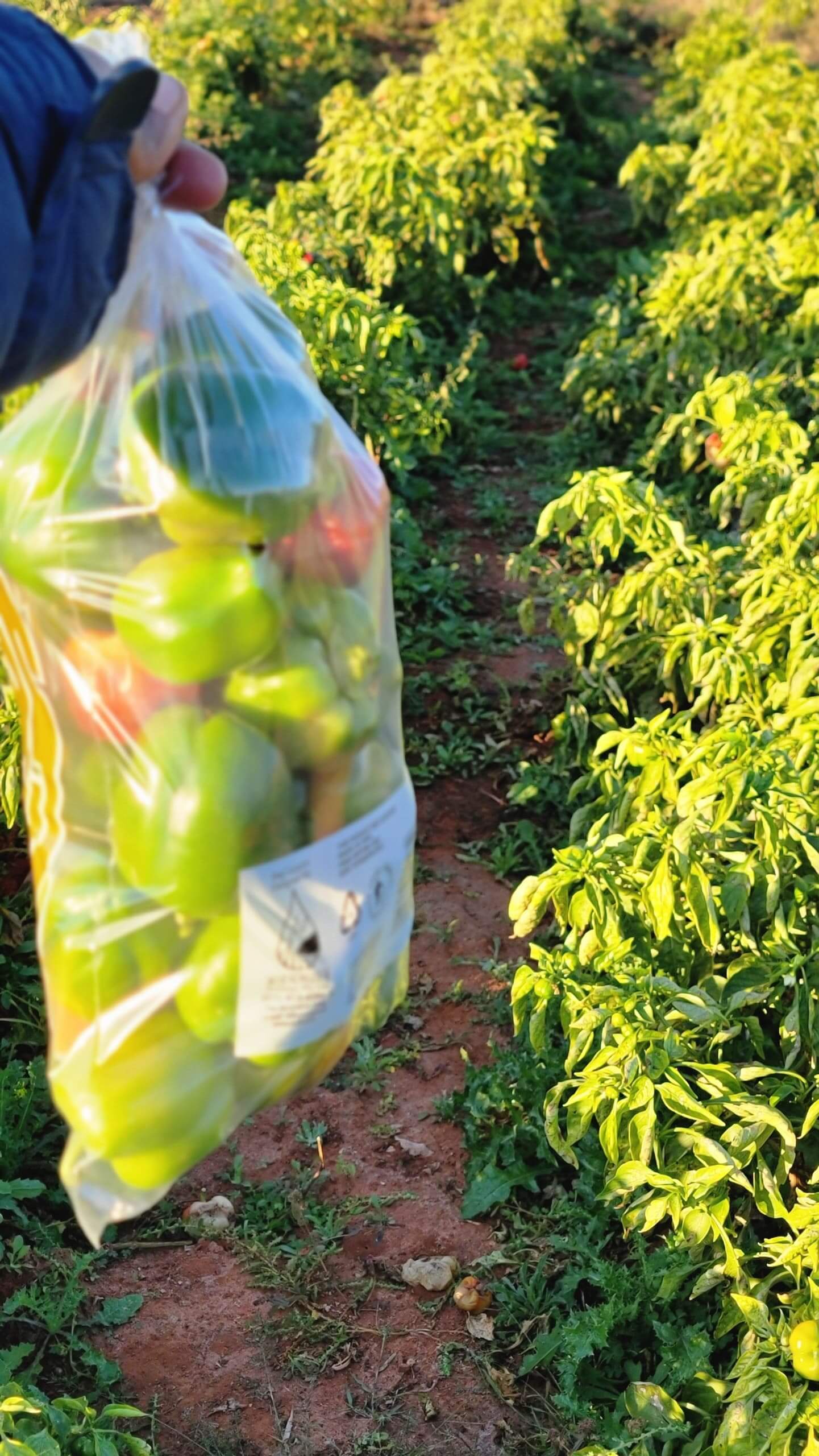 Green Pepper