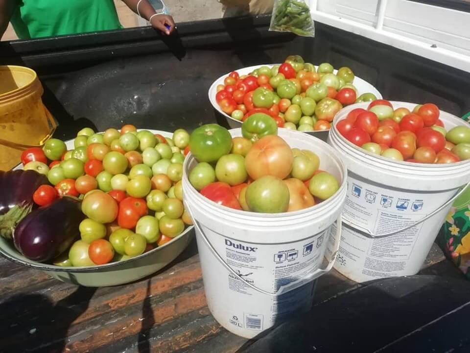 A consistent field of crops at Thabatshimo, ready for restaurant supply
