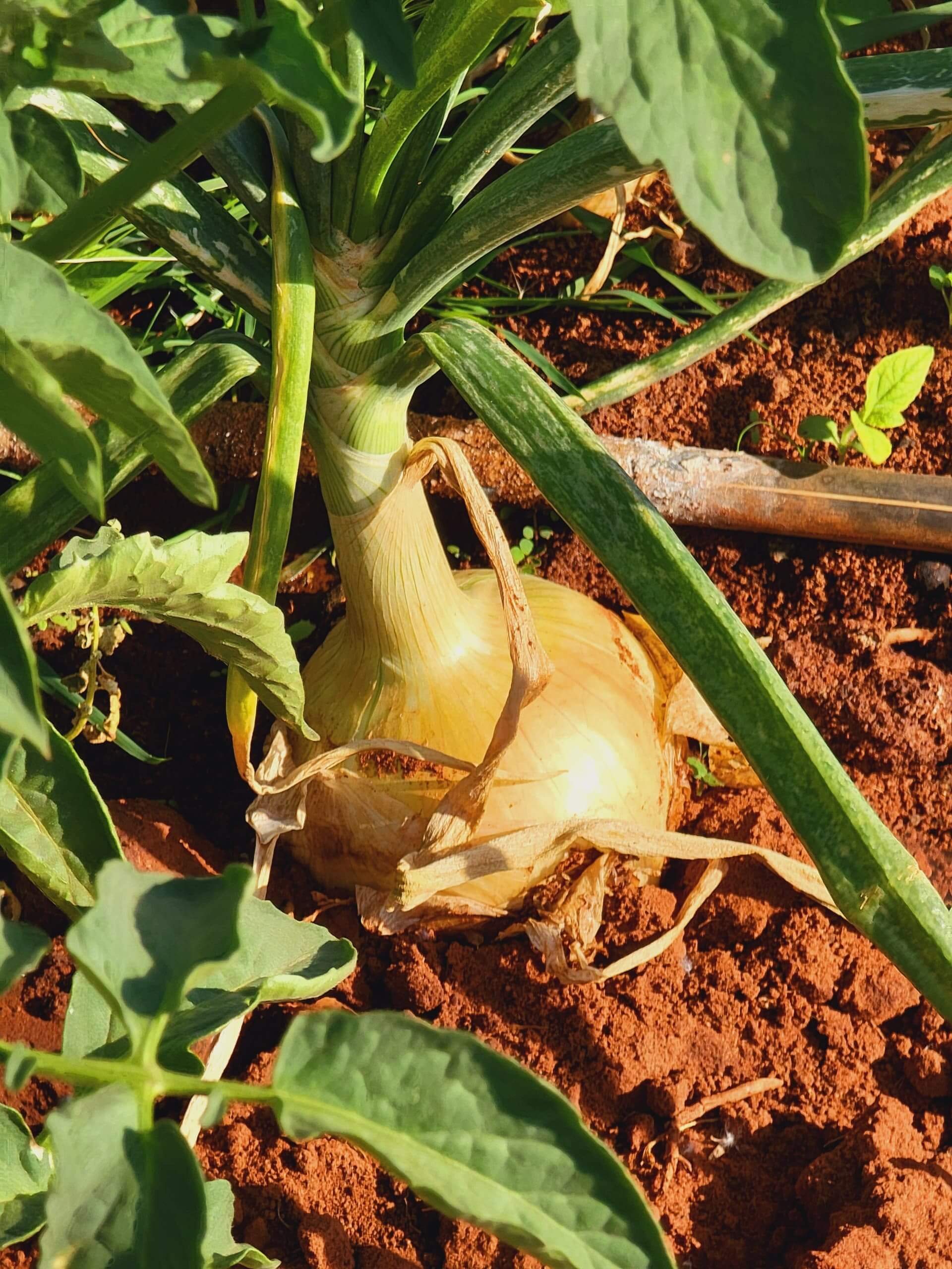 Onion
